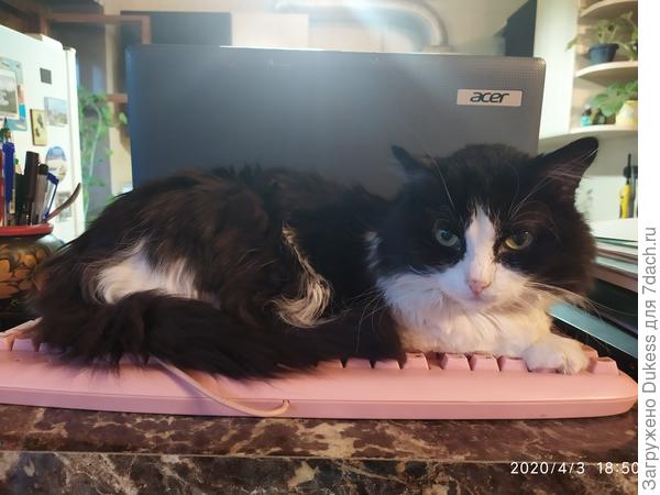 А что вы делаете на карантине? Я вот помогаю хозяйке писать на 7Дач