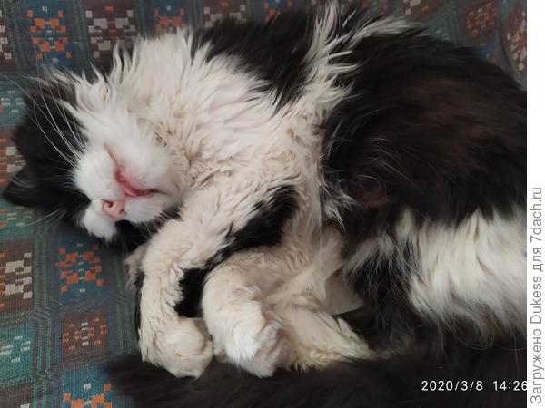 И вообще спит ка младенец, без задних лап