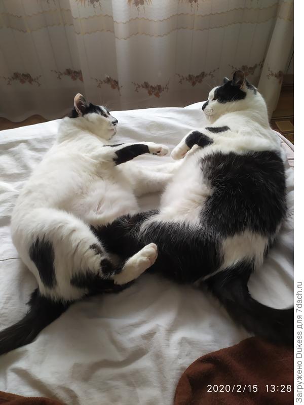 Зато у мамы моей остались дети моих кошек - Инь и Янь... Смешные...