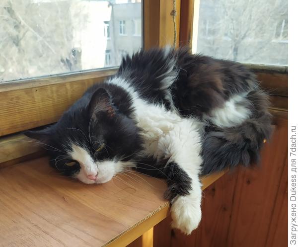 Любит спать на балконе, когда тепло...