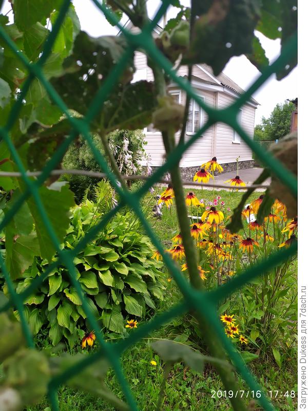 Из-за винограда подглядела за домом...