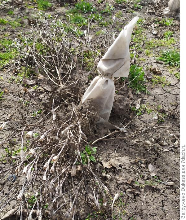 Розы пап всего лишь обвязал укрывным материалом и "подоткнул" вокруг цветочными кустам для снегозадержания.