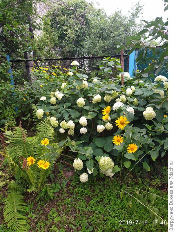 Гортензии у маменьки совершенно гигантские ...