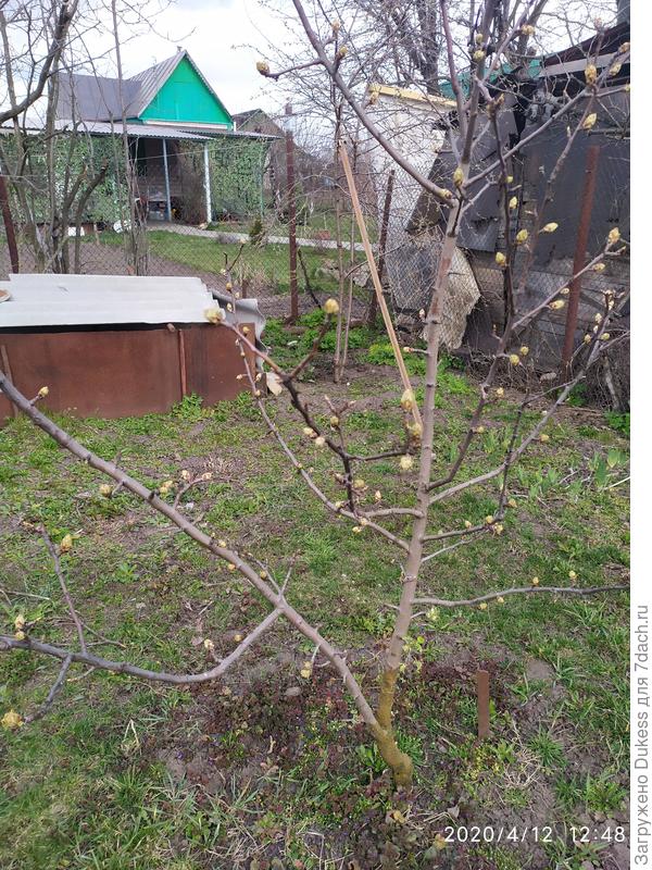 Молодая груша выкинула весенние огромные почки...