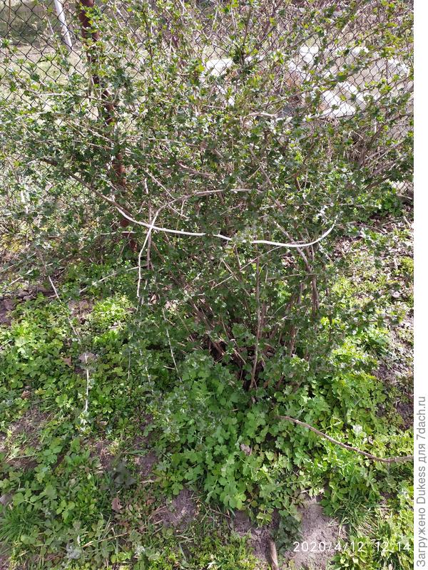 Весь усыпан свеженькими листочками крыжовник...да и смородина тоже