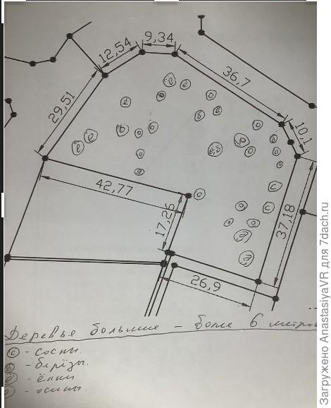 участок с указанием деревьев