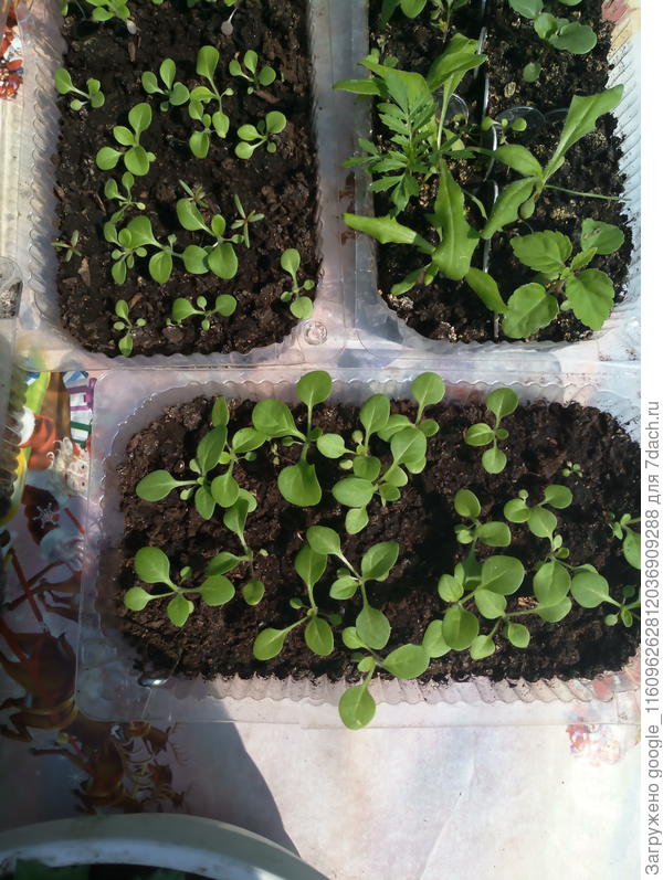 у меня примерно такие, сеяны 4 марта