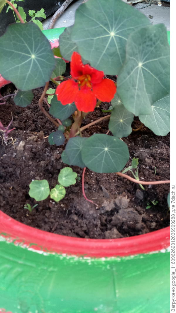 Настурция цветет в клумбе, львиный зев