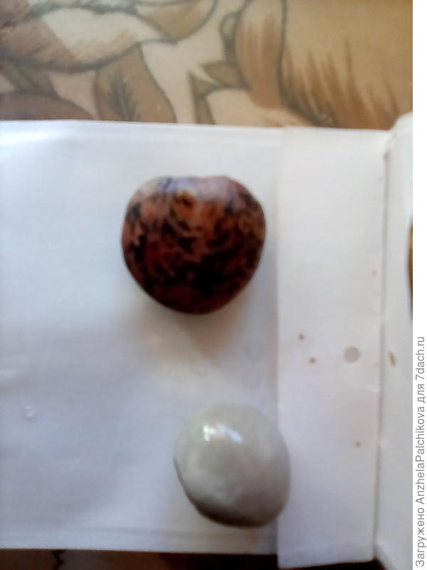 Помогите узнать что за семена?