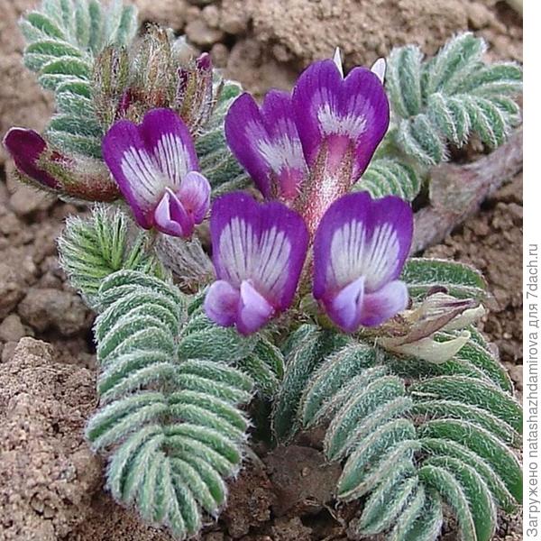 Подскажите название очень интересное растение