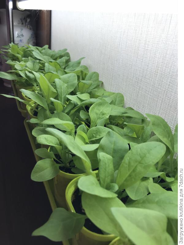 Малышня петунии