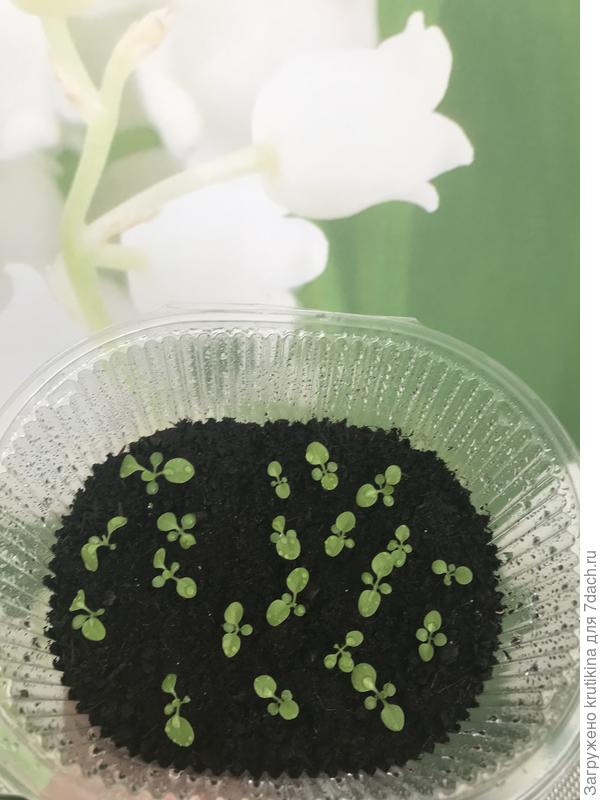 Как пример другой сорт опрыскана нв-101 по листу