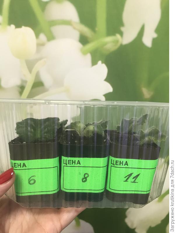 После маленьких ценников вход идут большие