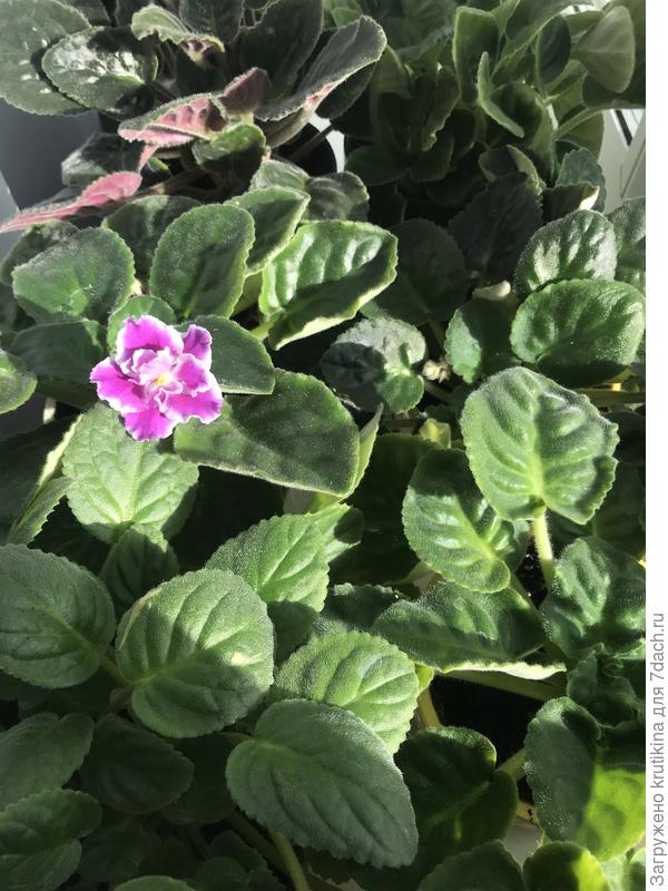 Сенполия зацветает