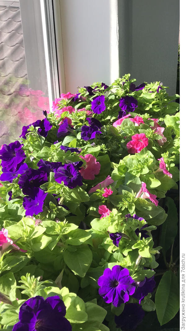 Рассада петунии