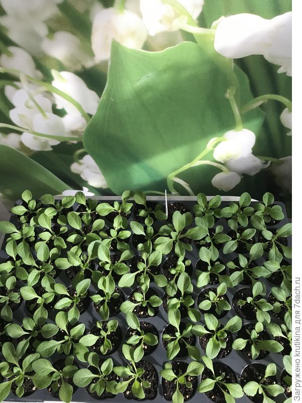 Рассада петунии