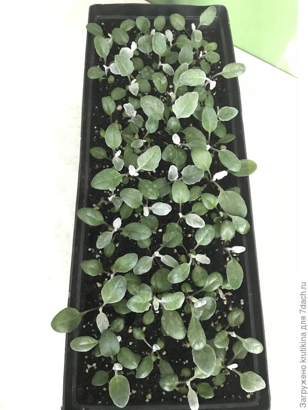 Рассада цинерарии