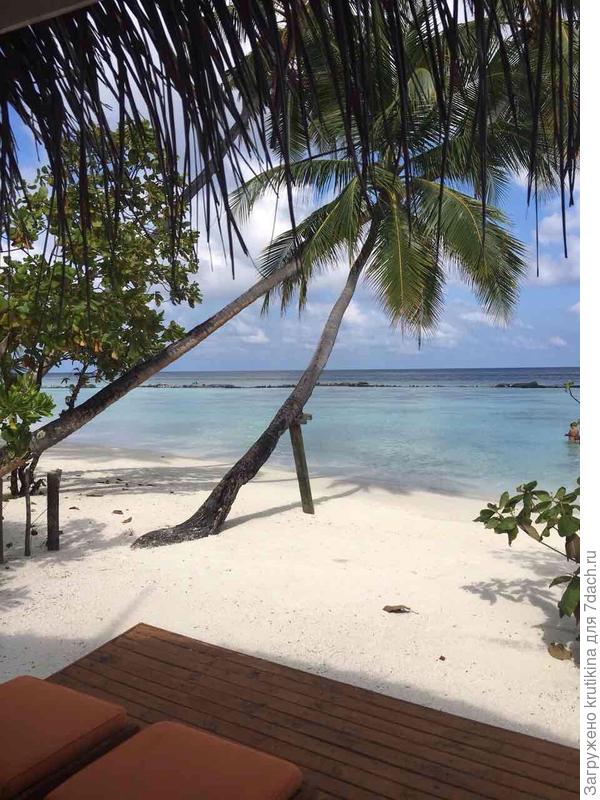 Пальма около домика