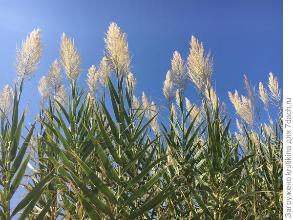 Дотянуться до небес