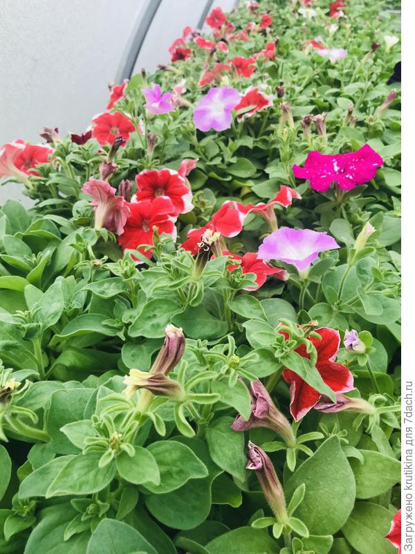 Петуния зацветает