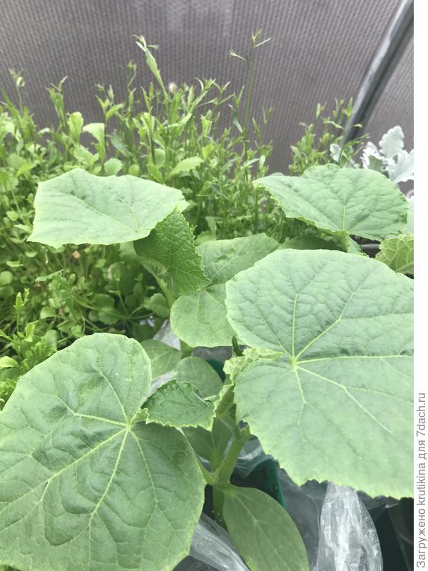 Огурчики высажу завтра