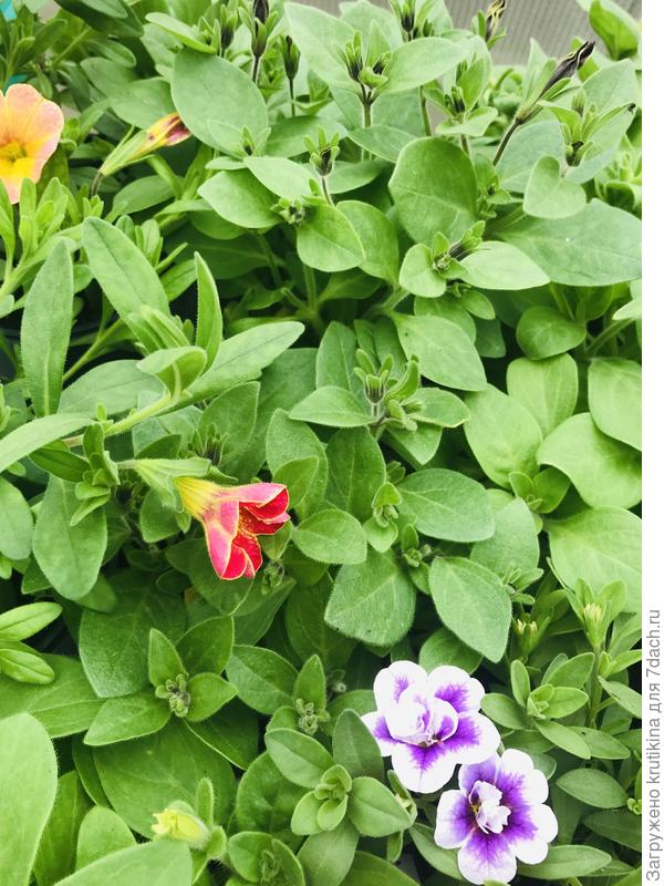 Калибрахоа и крейзитуния  зацветают