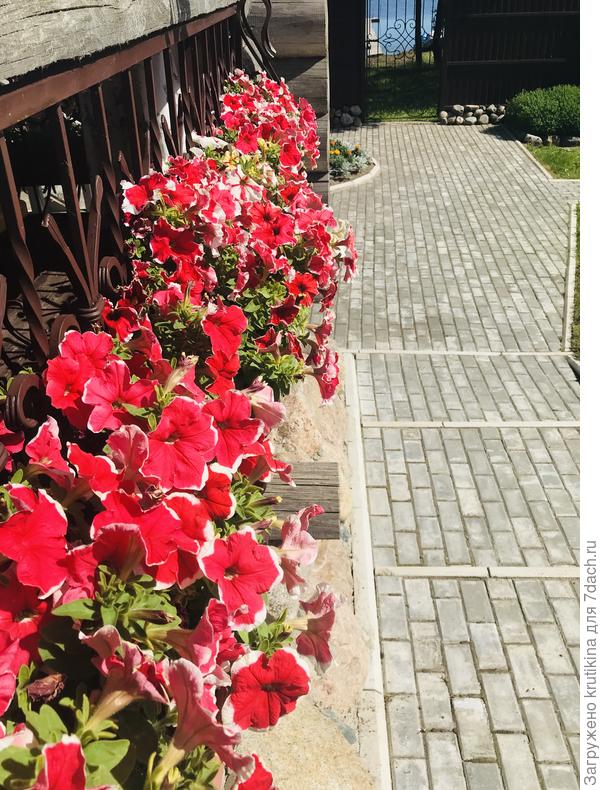 Многоцветковый петуния  25 июня