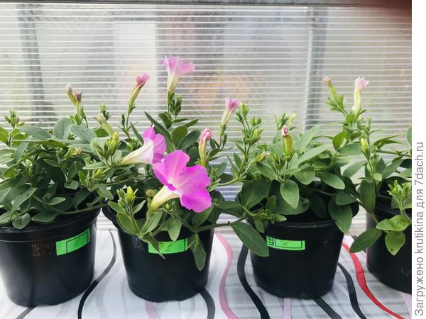 Укоренившиеся черенки зацветают