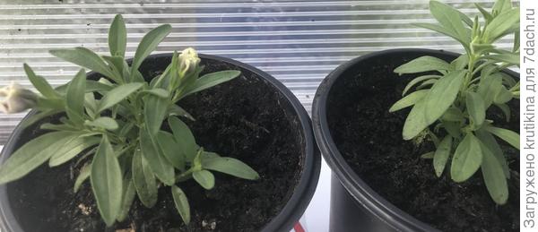 Черенки калибрахоа