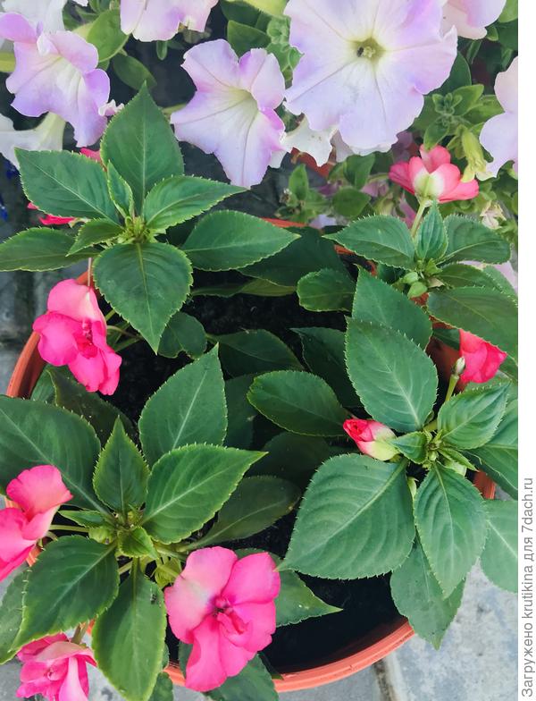 Красавчики