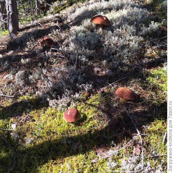 Белые грибы