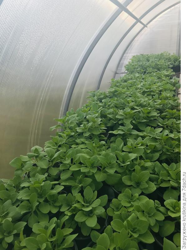 Вот такие малютки были