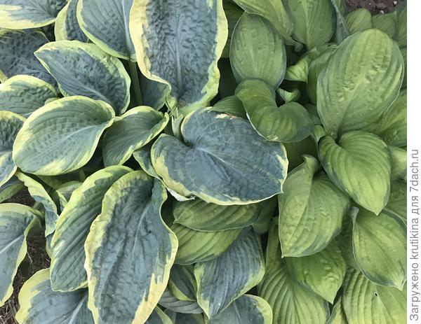 Слева, такая же как у вас?