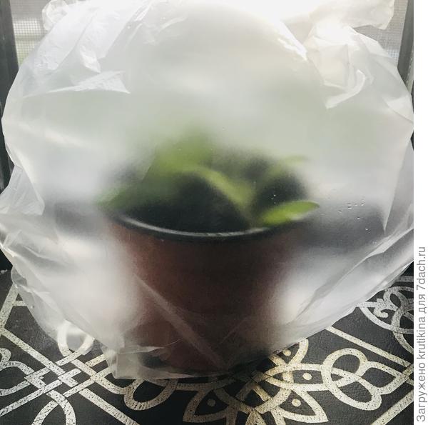 В пакете, можно и в тепличку