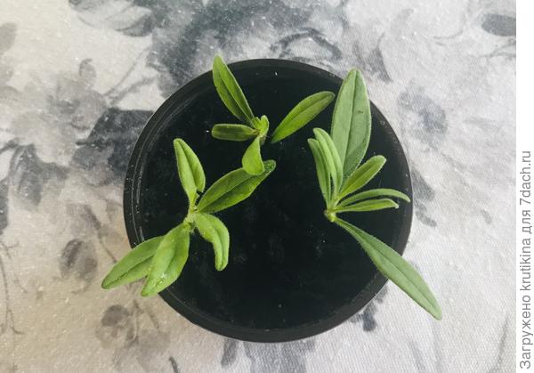 Если мало черенков, сажаю в один горшочек,который не укоренится выдергиваю, затем укоренившиеся и чуть подрощенные рассаживаю отдельно