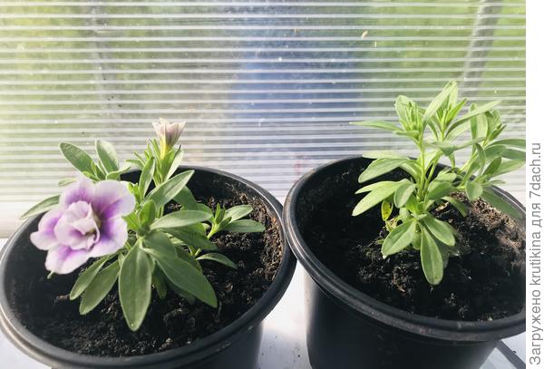 Как пример укоренившиеся летом