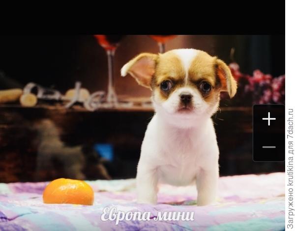 Лопоушка Топа , наша местная из Архангельска