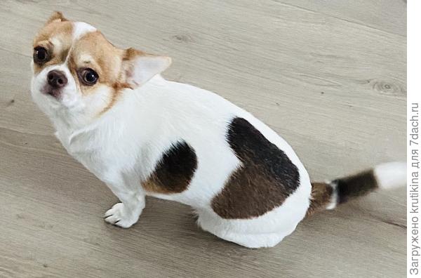 Кое- как сфотола, постоянно в движении