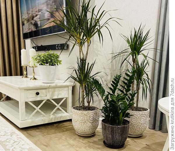 Мой красавчик « Замиокулькас»