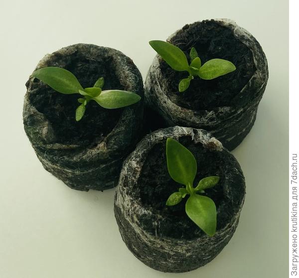 Фото увеличено