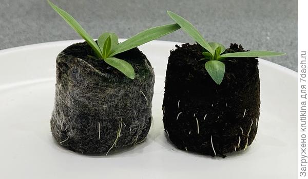 В оболочке таблетки и без оболочки