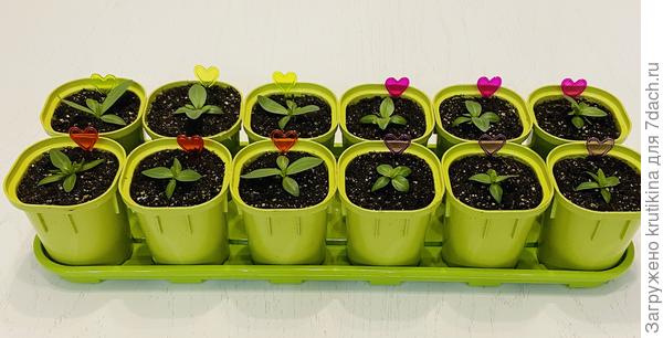 Посев 21 января