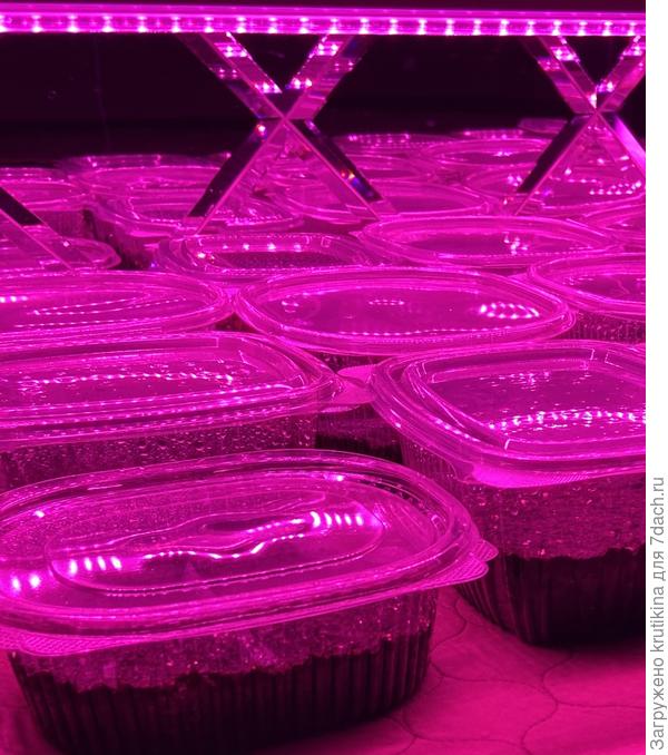 Петуния, посеяла 20 фев.