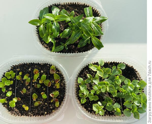 Сеяла 2 февраля