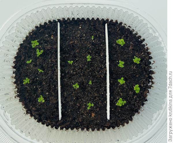 Бакопа, подрастают .