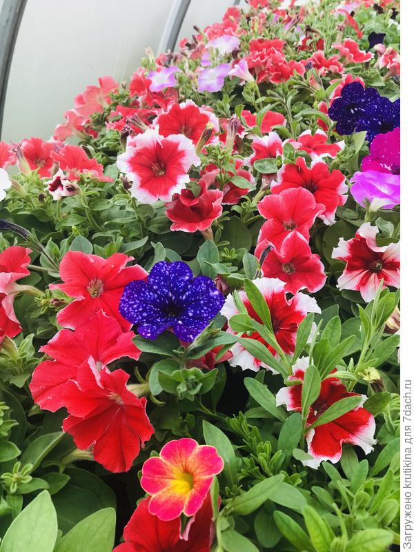 28 мая, 2020 г, цветы в теплице , теснятся в маленьких горшочках