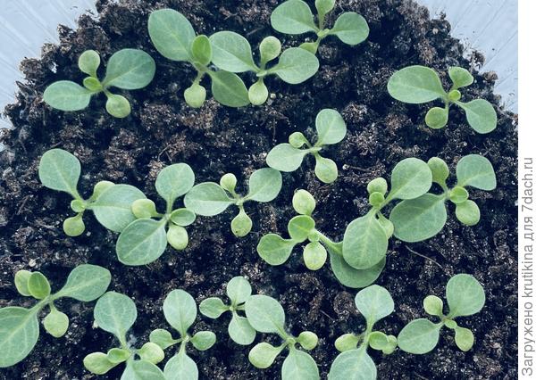 Петуния , скоро пикировать