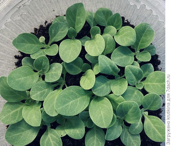 Посев 20. 02. 2021г