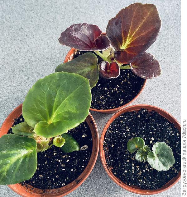 Справа клубневая бегошка, малышка ещё.