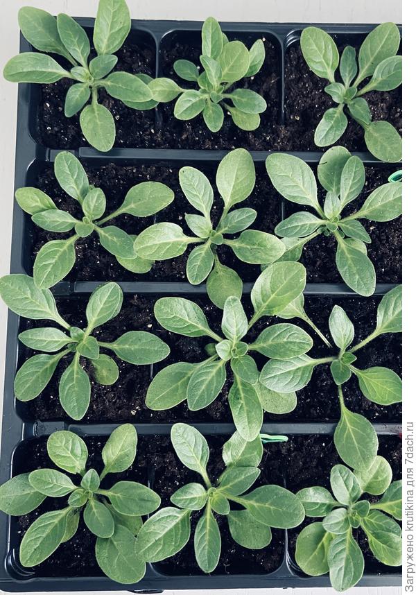 Через 6 дней , после пикировки